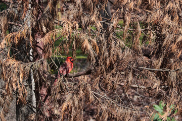RedBird on a dead tree