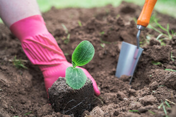 Spring season planting of seedlings,small green sprouts of vegetables,zucchini in ground,soil,land. Hand in rubber glove,scoop. Harvest,farming,self cultivation. Healthy,organic eco bio, organic food