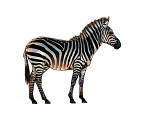 Fototapeta na wymiar Zebra from a splash of watercolor, colored drawing, realistic. Vector illustration of paints