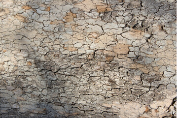 Tree bark small particles texture horizontal trexture backdrop.Tree bark texture. Nature wood background