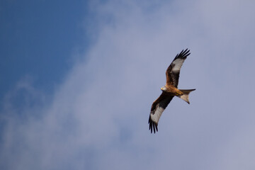 Ein Rotmilan im Flug