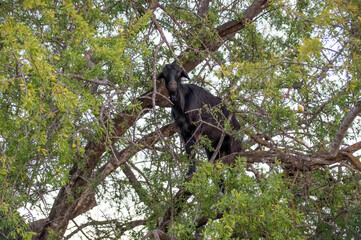 The goats in the trees eat the foliage. Only in Morocco live goats that climb trees. Morocco, Africa