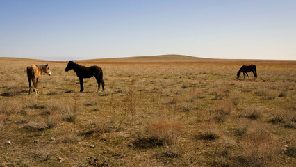 A group of horses standing in a steppe arid scenery with afternoon sunlight