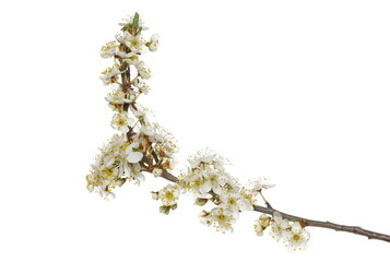 Blooming wild plum tree flowers in spring isolated on white background