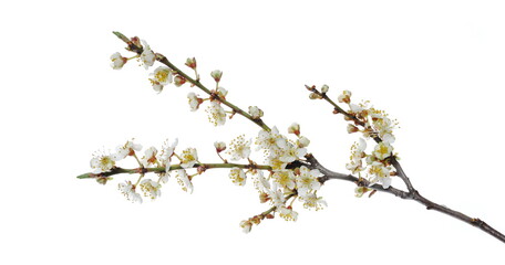 Blooming wild plum tree flowers in spring isolated on white background