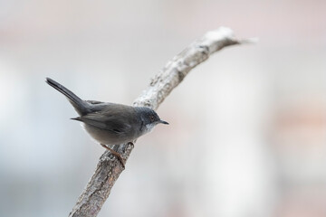 Female sardinian warbler perched in a tree branch.