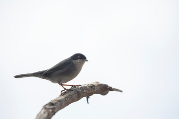 Sadinian warbler perched on a branch.