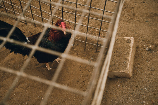 rooster in a cage