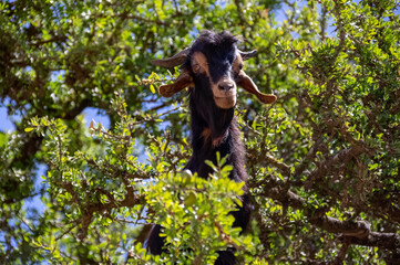 The goats in the trees eat the foliage. Only in Morocco live goats that climb trees. Morocco, Africa