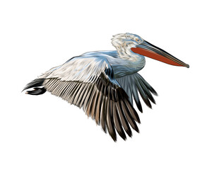 Pelican from a splash of watercolor, colored drawing, realistic. Vector illustration of paints