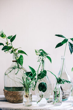An avocado, a spider plant, a pothos, a monstera and a silver philodendrom in vases full of water