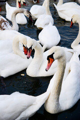 Obraz premium A group of swans swimming in cold water