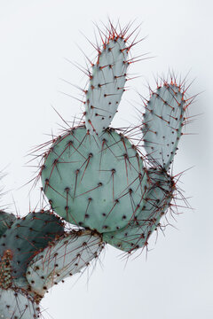 Interior Design Of Bohemian Decor With Satisfaction Untouchable Cactus.