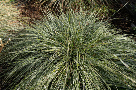Striped Green and White Foliage of an Evergreen Japanese Sedge Plant (Carex oshimensis 'Everest') Growing in a Herbaceous Border in a Garden in Rural Devon, England, UK