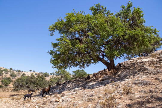 The goats in the trees eat the foliage. Only in Morocco live goats that climb trees. Morocco, Africa