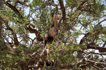Fototapeta na wymiar The goats in the trees eat the foliage. Only in Morocco live goats that climb trees. Morocco, Africa