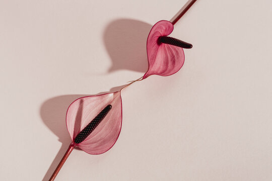 Anthurium flowers