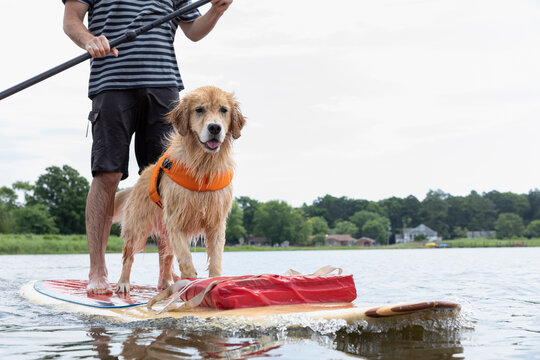 Portrait of pet Dog Having fun on Stand Up Paddleboard