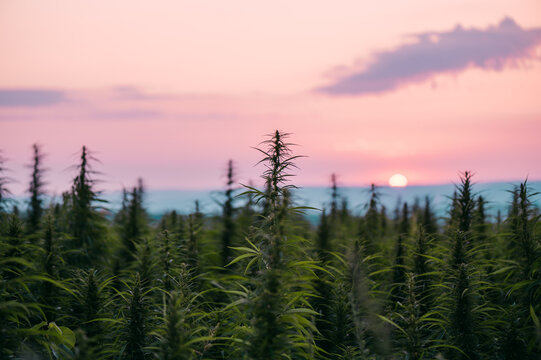 Hemp field
