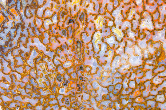 Dinosaur Bone Rock Slab Background