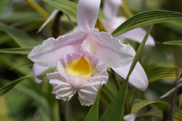 Fototapeta premium brazilian nature