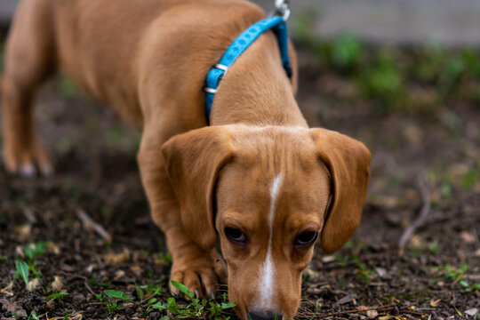 image of cute little puppy dog park background. Pet training concept - dachshund puppy. dachshund puppy portrait outdoors. Shorthaired Dachshound. A beautiful dachshund puppy 