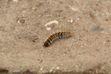 selective focus. pine caterpillar beetle. ecological balance island