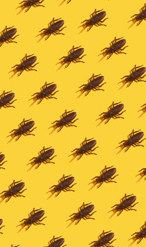 Cockroaches