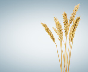 Sheaf of wheat ears, isolated on light grey background.