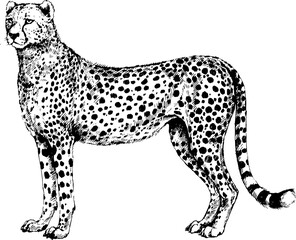 vector Cheetah, guepard wild cats illustration