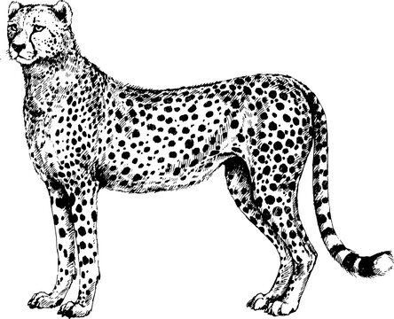 vector Cheetah, guepard wild cats illustration