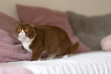Edel - imposante Britisch Kurzhaar Katze kuschelt
