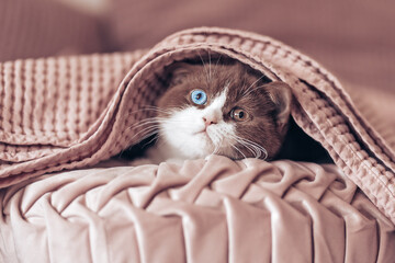 Edel - imposante Britisch Kurzhaar Katze kuschelt