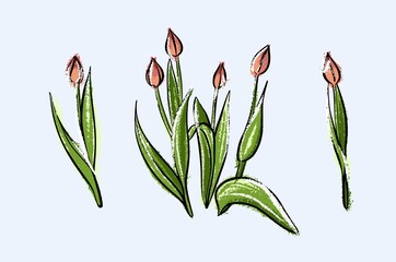 Obraz premium A set of tulips. Illustration of a sketch by hand in pastel.