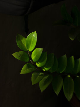 Zamioculcas zamifolia