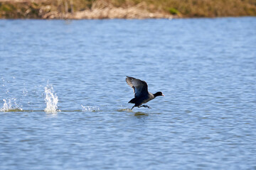 Eurasian Coot running on water ( Fulica Atra )	