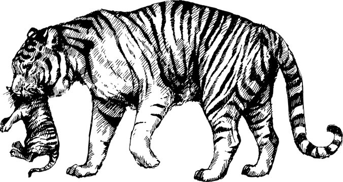 vector wild cats illustration, tigress, kitten tiger cub