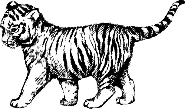 vector wild cats illustration kitten tiger cub