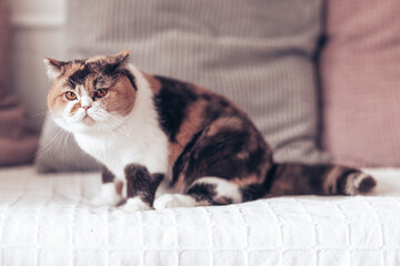 Edel - imposante Britisch Kurzhaar Katze kuschelt