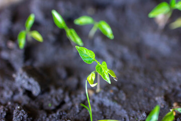 sprouted pepper sprouts in spring