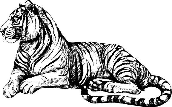 vector set wild cats illustration, tiger