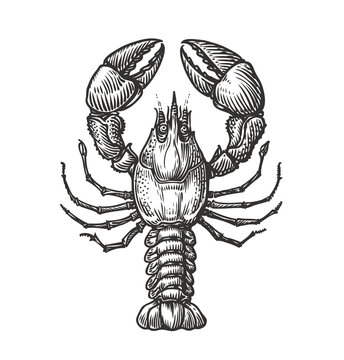 recommend clip art: Drawing of lobster for menu or label. Seafood in vintage engraving style. Sketch vector illustration