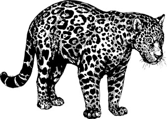 vector panther jaguar wild cats illustration