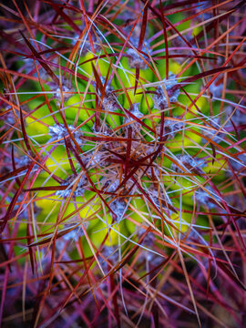 cactus macro