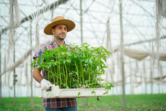 A farmer carrying a crate with seedlings
