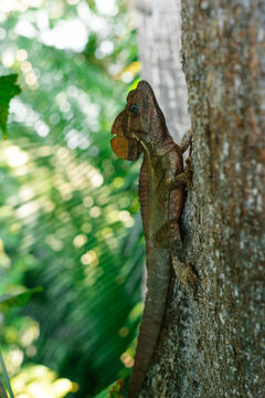 Basiliscus plumifrons lizard in the wild