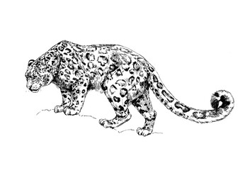 snow leopard, irbis wild cats illustration
