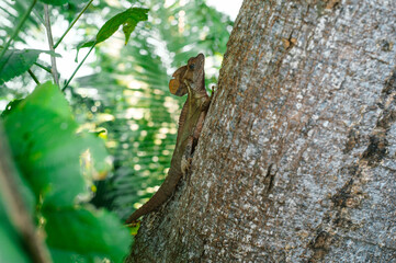 Basiliscus plumifrons lizard in the wild