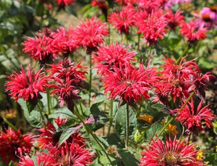 Monarda.