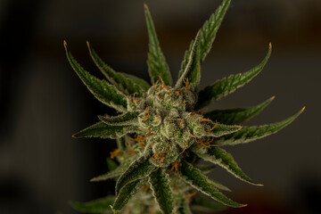 Naklejka na ściany i meble S.A.G.E. variety of marijuana ripened flower with black and gray background